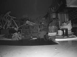 voyeurcam bridgetleewalters 02